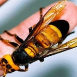 Kako se riješiti stršljena